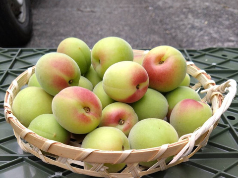 【送料500円引き】和歌山県産（梅干し向け）南高梅 2kg（箱込み）【Ｌサイズ以上】