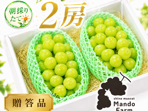 先行予約】【 贈答用 】パリッと食感の高糖度タネ無しシャイン