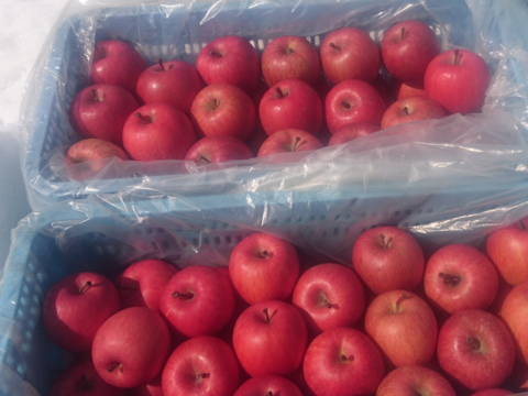 雪中貯蔵　黒石産サンふじ小玉家庭用5㎏