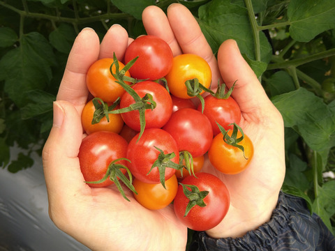 完熟トマト３種食べ比べセット『中玉＆ミニ』1.5kg