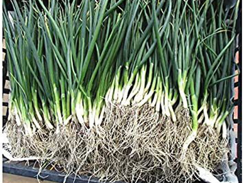 ネギ苗 プロ向けの種 夏パワー 茨城県産 食べチョク 農家 漁師の産直ネット通販 旬の食材を生産者直送
