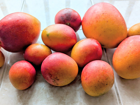 完熟マンゴーを使った完全無添加マンゴーピューレ2㎏（冷凍）500g×4袋