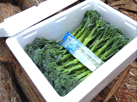 スティックセニョール』 1Kg 60本前後：長野県産のスティック 