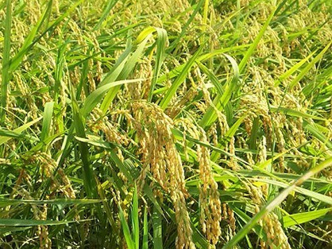 【味に自信あり】もっちもちのミルキー舞（5㎏）令和3年産