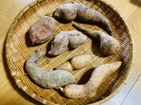 【福袋】限定50箱🉐熟成さつまいも食べ比べ🍠個性的な形でも味は同じ🍯《訳あり》蜜溢れる安納芋、安納黄金、紅はるか（ご家庭用•10キロ）見た目が気にならなければ超お得！年に一度だけの特別な福袋✨