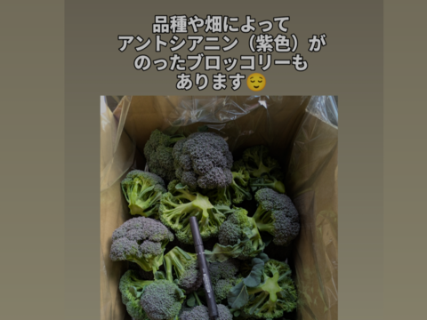 小さいシリーズ