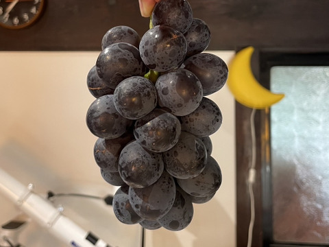 【朝どれ】【採れたて新鮮！！】ブラックビート約1kg