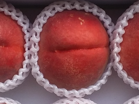 【残りわずか】今年の食べおさめ❰川中島白鳳桃❱2K用箱詰和歌山産