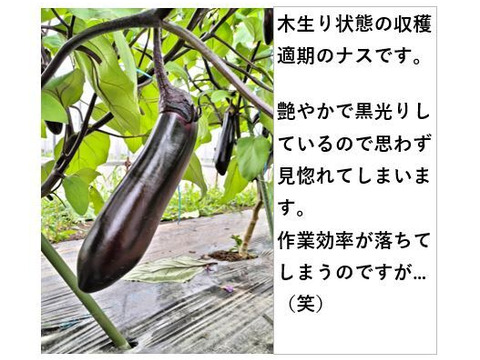 黒光りする太くて長いナス！汁や油との相性ピカイチ＜20本＞