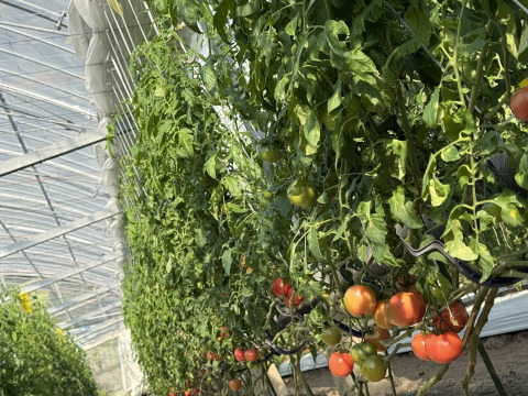 トマトと規格外ズッキーニセット　約1.5㎏