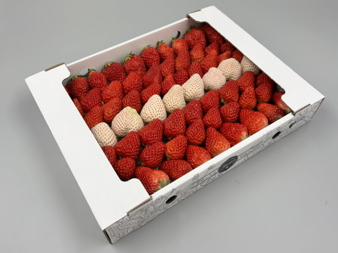 紅白いちご【紅ほっぺ×天使のいちご　サイズ混合セット】1㎏