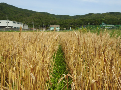 【注文後に石臼製粉】自然栽培／瀬戸内在来『しらさぎ小麦』　全粒粉（750g）