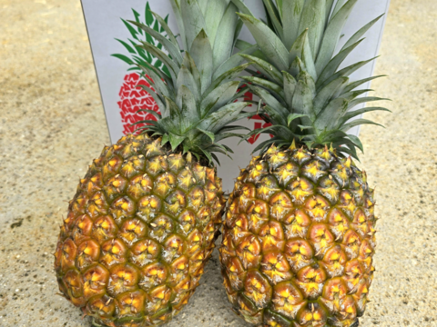 パインの最高峰🍍ジューシーで極上の甘さ！沖縄県産『ゴールドバレル』（大玉）2玉  4.0kg~