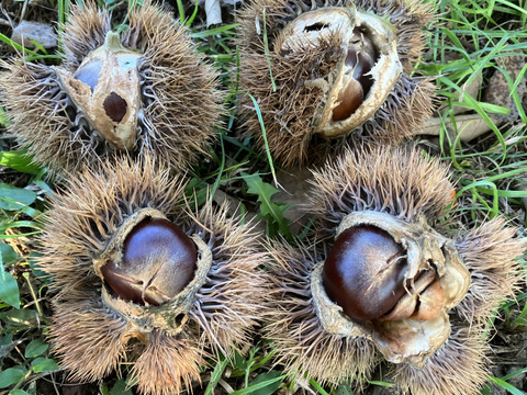 収穫始まりました！生栗(洋栗、約２キロ入り)