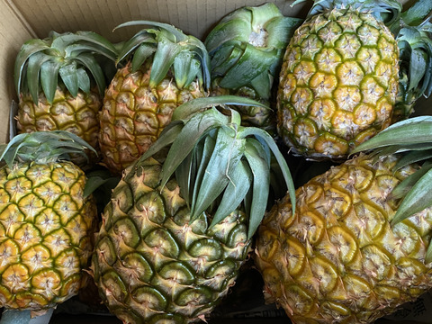石垣島産「ジュワリーパイン」3kg