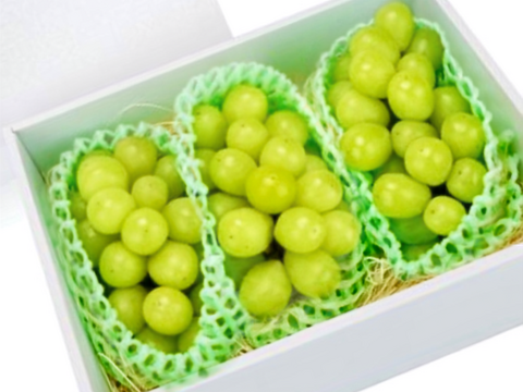 先行予約】パリッと食感の高糖度タネ無しシャインマスカット！ 約1.5kg