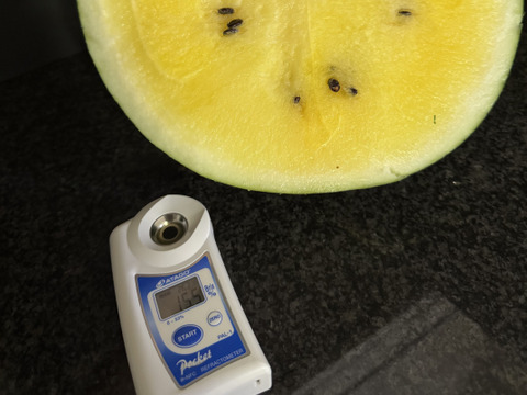 【綺】至福の糖度15-16【サンダーボルト】リジェネレーション『大里果樹園のスイカ』4L-5L