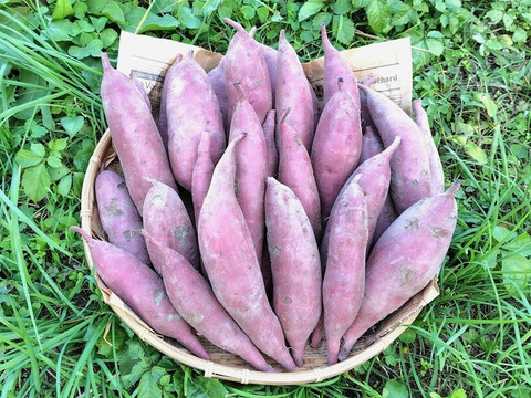 【訳ありＢ品】熟成不要のさつま芋「あまはづき5kg」（虫害・割れ・キズあり、小～中サイズ、栽培期間中農薬・肥料不使用）