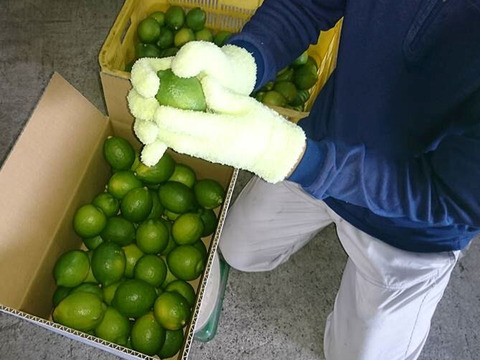 広島県産】瀬戸田しまなみレモンC品(5kg) 栽培期間中農薬不使用：広島