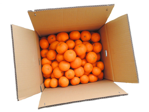 宮川早生みかん　　3ｋｇ