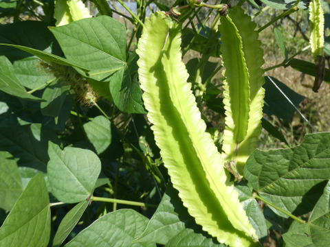シャキシャキ食感『シカクマメ（四角豆）』（岩手県産）200g
