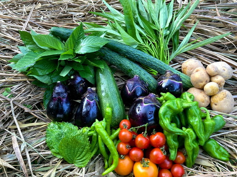 丸かじりで健康に!農薬化学肥料不使用・固定種のSサイズ棚田野菜セット 限定生産！