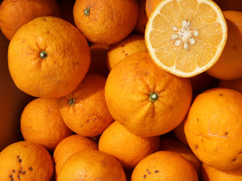 農家直送！甘夏あまなつ　訳あり10kg  【平武農園】〜蛍飛ぶ町から旬の便り〜　和歌山｜有田｜田口｜ギフト