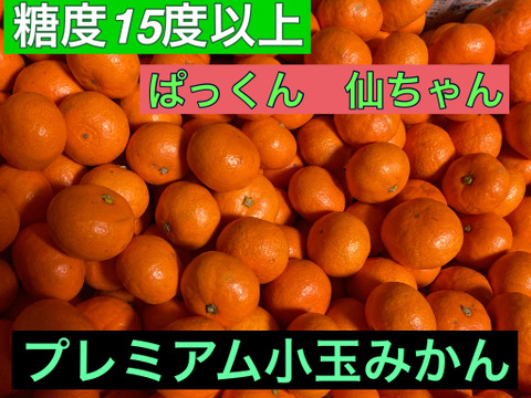 【濃厚　絶品　糖度15度以上】蔵出しプレミアム小玉みかん　3kg