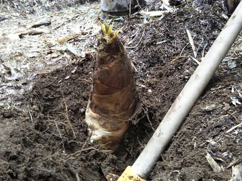 【朝採り】生たけのこMサイズ【3~4kg】