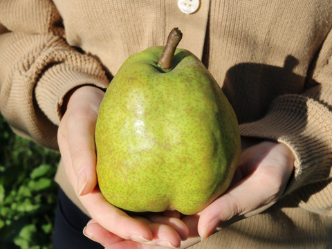 【プレミアム洋梨ギフトBOX】　山形県産　大玉特秀ラフランス【数量限定】