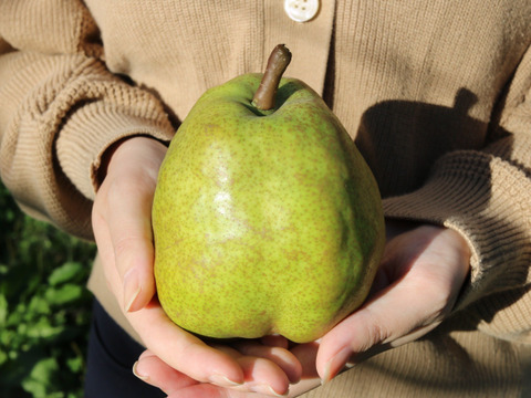 ラフランス　100％ストレートジュース180ml　30本セット【賞味期限間近なので大特価割り引き中‼】