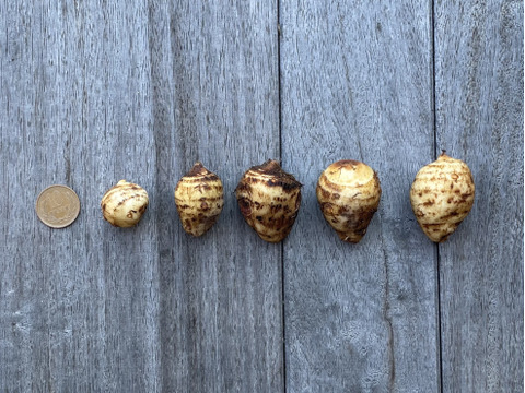 【有機JAS認証　京ﾐﾆ海老芋2㌔】小エビちゃん〜ミニ小エビちゃんサイズ限定‼️小さいけれど美味しさは一緒です！とってもお買い得価格！衣被など、皮付き調理も可！お買得価格にてご案内！売り切れ次第終了！