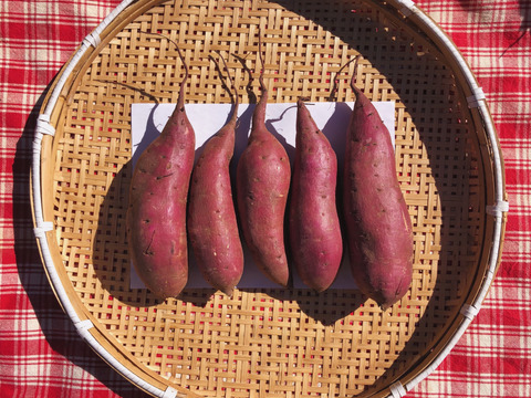 【日本一のさつまいも農家】絹のような食感と上品な甘み!茨城県産さつまいも(シルクスイート)2kg