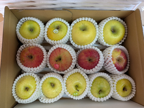 農薬半減・化学肥料不使用の特別栽培りんご3種食べ比べ🍎🍏 訳ありご家庭用 おまかせ3kg 青森県特別栽培認証取得 詰め合わせ　りんご食べ比べ