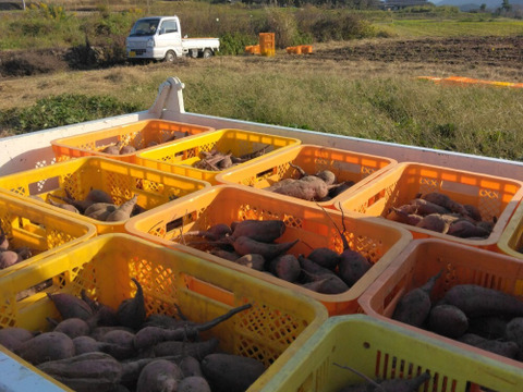 1.5kg⭐️訳あり⭐️熟成ベニアズマ⭐️《超特価！》