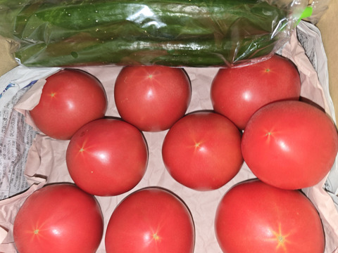 《クール便》 夏の王様トマト🍅赤熟もぎりの【麗月】８〜９玉詰め！＋ 朝もぎキュウリ🥒３本 ６０size箱 約１.６キロ （訳あり）小玉🍅１玉増量♪