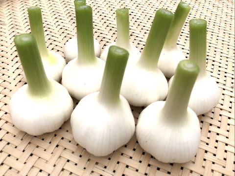 【生にんにく】2024年収穫★国産★農薬不使用★｜500g（小さめ）