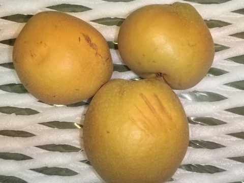 【家庭用!!お買い得!!】新興 3kg (9玉前後)【コンビニ決済不可】