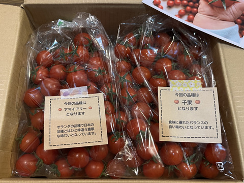 ミニトマトで笑顔を　完熟ミニトマト 1.5kg【千葉県旭市産】【トマト食べ比べ】