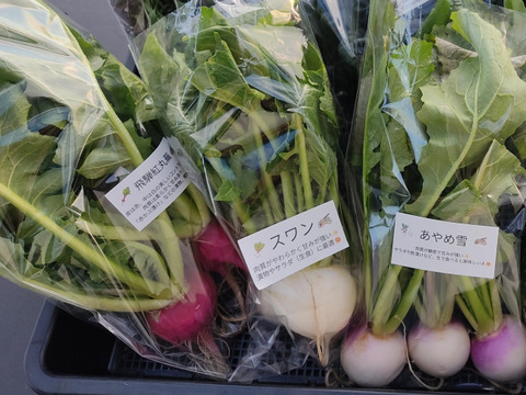 ✨農薬・化成肥料不使用の新鮮芽キャベツ約300g+コカブ約1㎏✨冬の温かい食卓セット😊