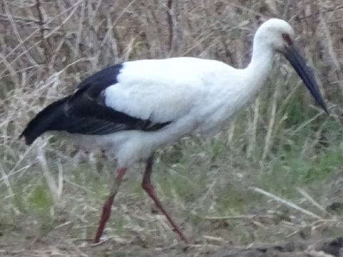 【新米7年】産精白米後9kgコシヒカリ