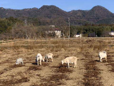 自家育苗・手掘り！　紅はるか　S~2Lサイズ混合　約4.5kg