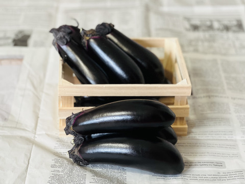 朝採り！千両茄子。（⒈3キロ・14本前後・ご家庭）