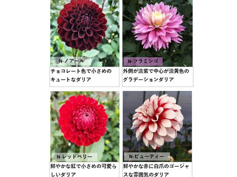 ダリア 彩り鮮やか！心華やぐ麗しき花！〈10本〉