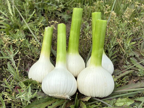 生ニンニク期間限定《農薬化学肥料不使用》愛知県国産1000g（L～2Lサイズ約13個）