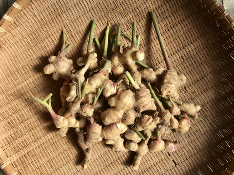 【福袋セール】 自然栽培】新生姜 （栽培期間中肥料・農薬不使用）：広島県 1kg 野菜