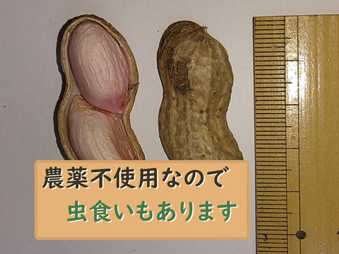 茹でておいしい。味のよい半立系の生落花生です。自然栽培の生落花生１kg　化学肥料・動物由来の肥料、農薬も除草剤も不使用です。
ちょっと小粒です。泥付きなので、洗ってから調理を！