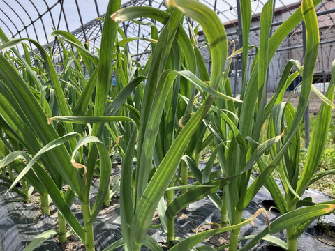 兵庫県産 生にんにく 約5キロ 自家栽培 フレッシュ 生ニンニク 新にんにく 兵庫県産 生にんにく 約5キロ 自家栽培 フレッシュ 生ニンニク