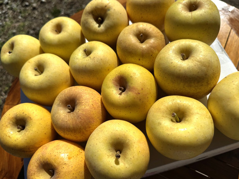 小玉はるか！【スマートフレッシュりんご家庭用約3ｋｇ】（玉数指定不可）