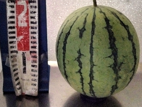 兵庫産小玉すいか1玉（ニュー小玉）④